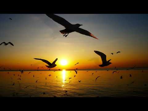 Pássaros em Festa - Ernesto Nazareth (Piano: André Andreo)