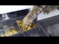 Котики обормотики 