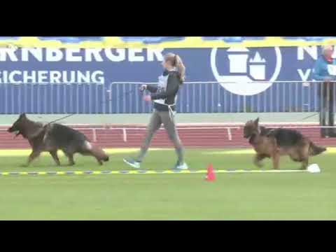 #bszs2022 - 12-18 - LSH - Mâles #part1