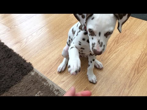 Daisy puppy Dalmatian watching Daddy eat his lunch 🧡