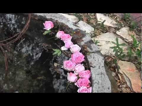 Victoria's Black Swan Inn Video 5