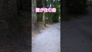上賀茂神社内。龍神様が住む森より。