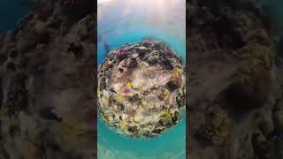 Scuba Diving The Red Sea!