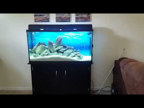 60 gallon rosy red minnow tank feeding