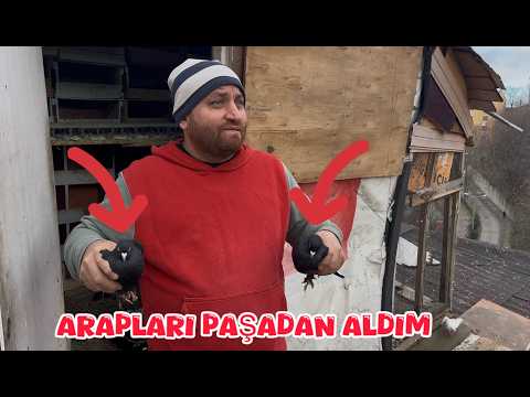 PAŞADAN ARAP MARDİN GÜVERCİNLERİ ALDIM ( KÜMES ZİYARETİ )