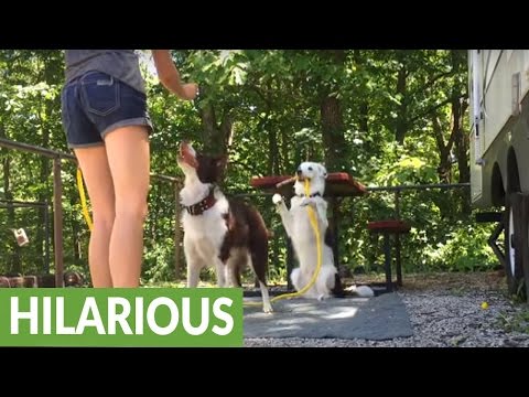 Dog helps owner turn jump rope for other dog!