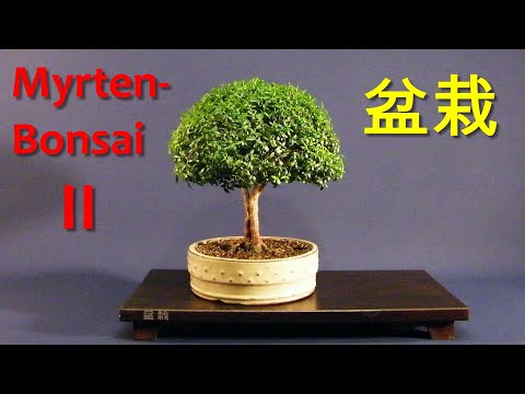 Myrtenbonsai - Teil II