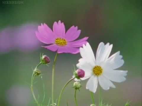 Bakuyuu Sentai Abaranger Vs Hurricanger Movie