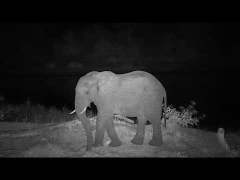 Djuma: Small Elephant group getting a drink and then lone Bull - 22:48 - 05/22/20