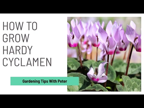 How to Grow Hardy Cyclamen | Garden Ideas | Peter Seabrook