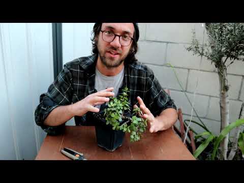 Cascade Elephant Bush Spring Update 2021 | Poor Man's Bonsai