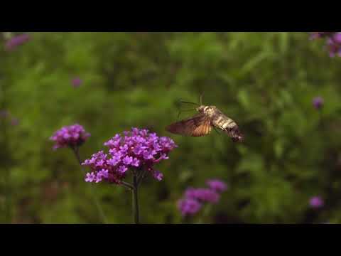 ホウジャクの吸蜜