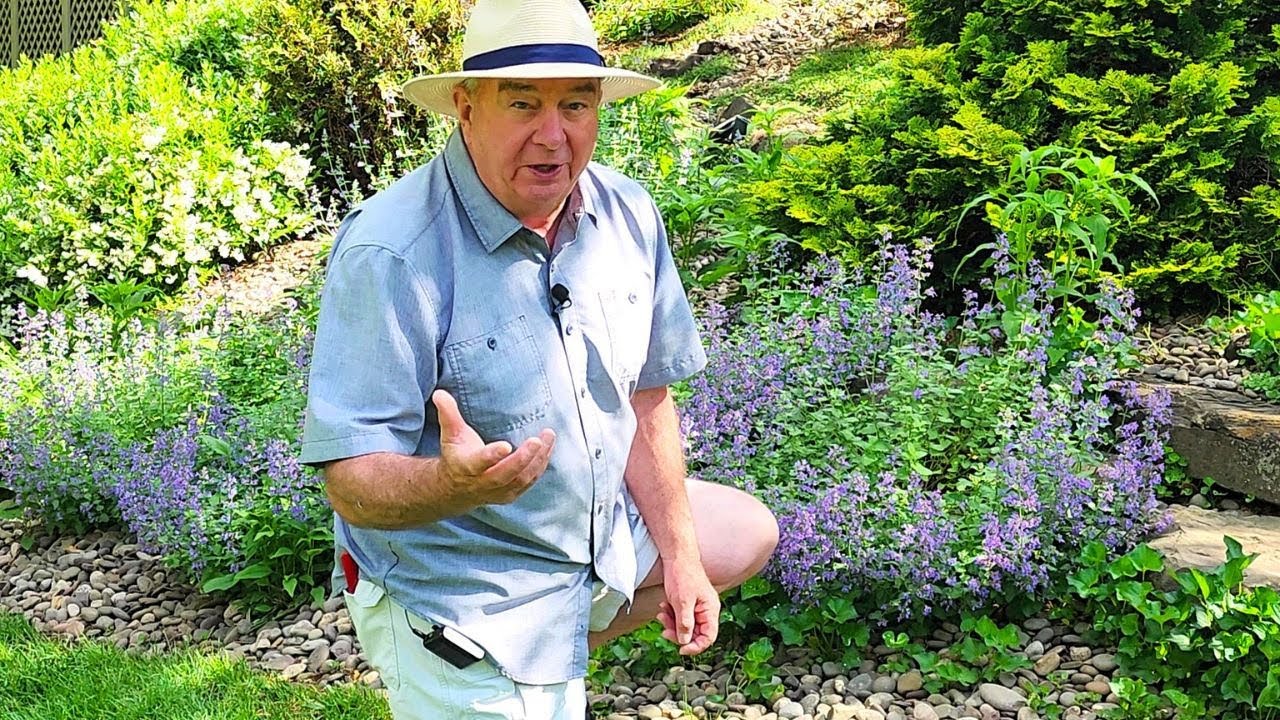 The Perfect Perennial: Why Catmints (Nepetas) Belong in Every Garden! 👏👍😜