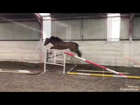 Eventer/show hunter prospect - Image 2