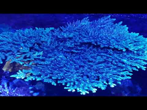 Jareks reef aquarium 20230325 Jareks morskie akwarium(tygodniova wymiana wody 120l z 1000l )