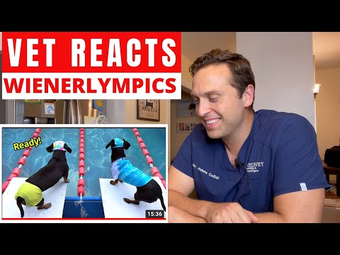 VET NEUROLOGIST REACTS TO WIENERLYMPICS
