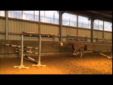 4j Maracaibo Night Star Stute