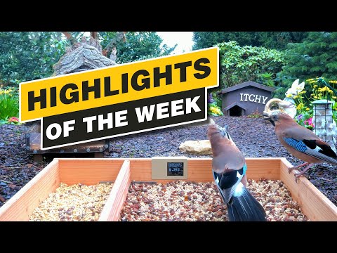 Highlights Of The Week - April 2024 - Week 14 🌻