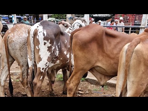 Tiangue de Nueva Guadalupe, San Miguel, El Salvador, miércoles 22 de abril 2026