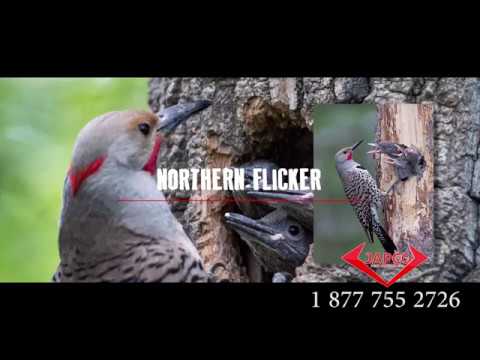 JAPCO Pest Control: Northern Flicker Woodpeckers