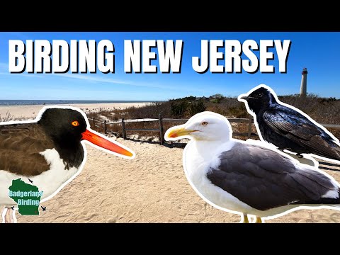 Birding Paradise? Exploring Cape May in New Jersey!