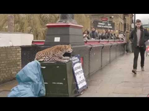 Leopard Prank in London || Funny Video || Laugh Challenge