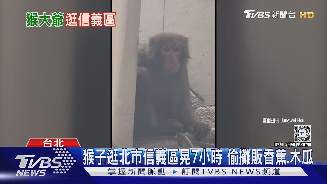 猴子逛北市信義區晃7小時　偷攤販香蕉、木瓜