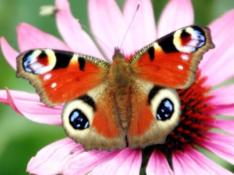 Gli Insetti (caratteristiche generali)