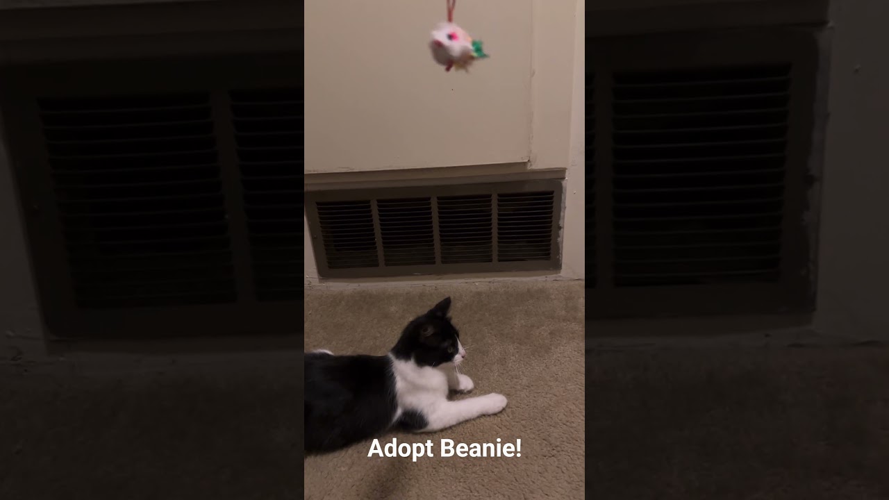 Beanie, a Adoptable Domestic Short Hair in Long Beach, CA video 6/6