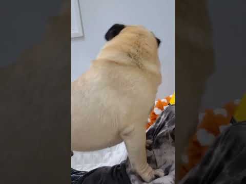 มาอ้อนอีกแล้วเจ้าหมาปั๊ก #หมาอ้อน #หมาปั๊ก #reelsfb  #dog #pug #Familypugs