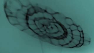 Cobby & Porky - Porkbag