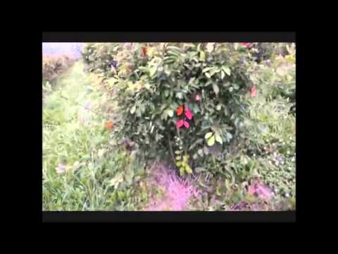 Our Amelanchier canadensis Shrubs