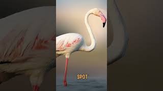 Flamingo lingo