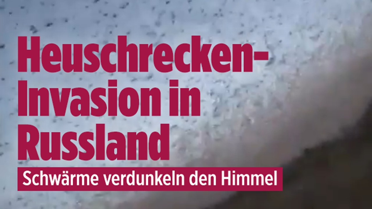 Heuschrecken-Alarm: Russland im Ausnahmezustand! Ganze Felder in Gefahr!