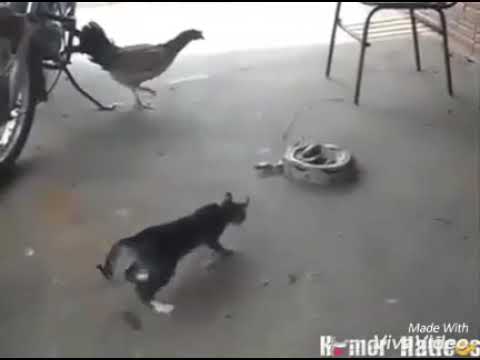 القط المضحك