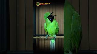 Download lagu Cucak ijo jamtrok roll tembak #shorts mp3