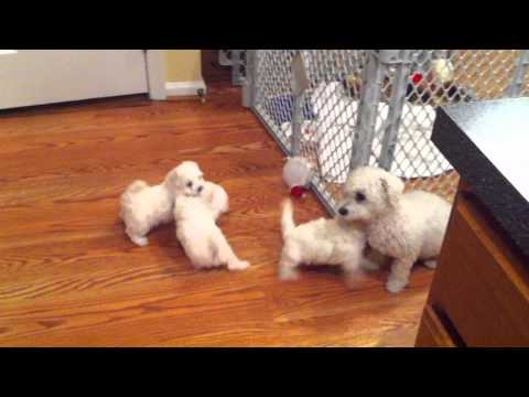 download lagu mp3 mp4 Maltichon Puppies, download lagu Maltichon Puppies gratis, unduh video klip Maltichon Puppies