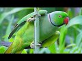 Parrot Sound Videos Compilation