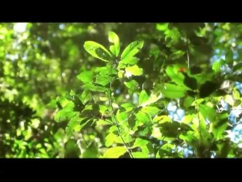 Maliauka - I Believe (Original Mix) official video