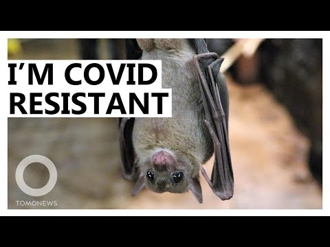 Why Bats Don’t Get Sick From COVID
