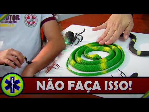 Acidentes com SERPENTES e outros ANIMAIS PEÇONHENTOS o que fazer? | Primeiros Socorros