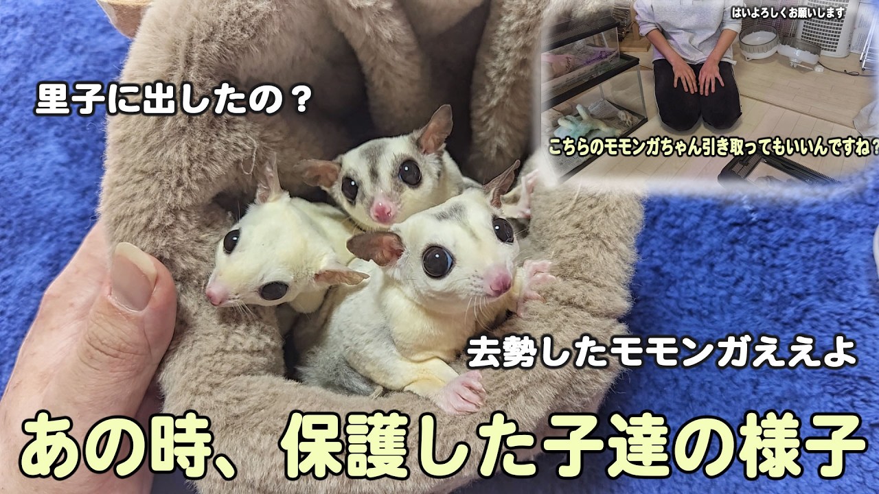 あの時、保護しに行った子達の今