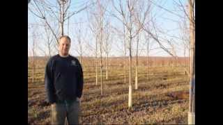 Red Maples  Central NJ   Craigslist Grower Great Trees