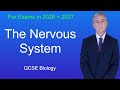 GCSE Science Revision Biology The Nervous System