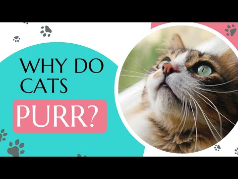 Why Do Cats Purr? Cat Behavior Explained.