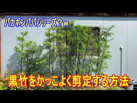 竹を植える: 最もよくある 5 つの間違い トピックス
