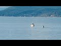 Christmas 2018 Orca Powell River