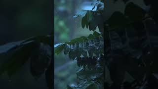 Download lagu 💫💞Barish ban jaana💗💫 Payal dev new romantic song broken hearts 💘💘 #Barish #Payal_dev mp3