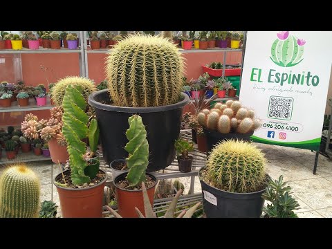 NEW Cactus Nursery Tour 🤍