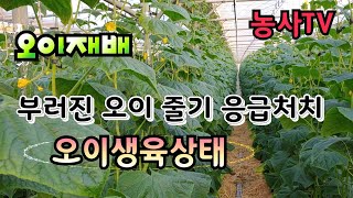 오이재배, 부러진 오이 줄기 응급처치방법, 오이생육상태 [농사TV]